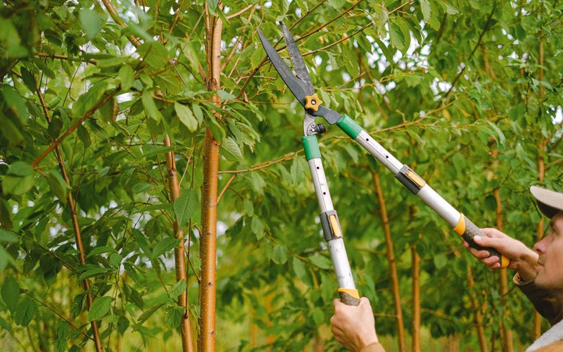 Tree trimming in Hornick, IA